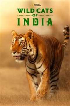《印度野生大猫》