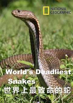 《世界上最致命的蛇》