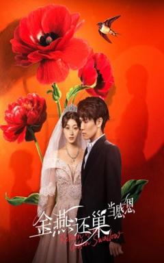 《金燕还巢当感恩》